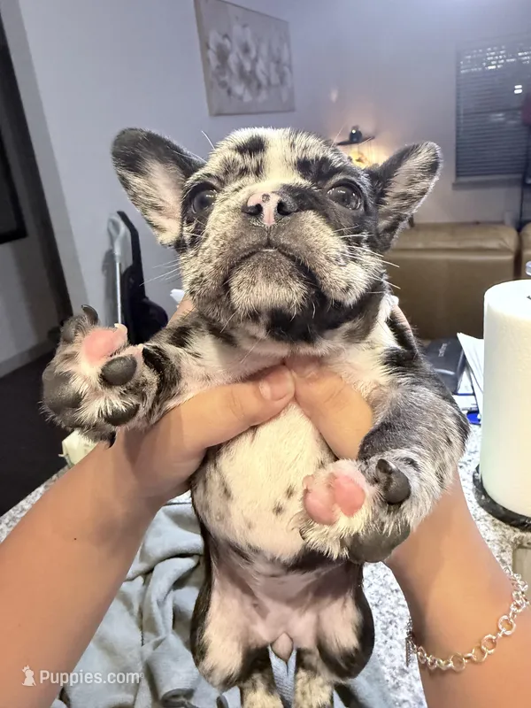 Starry and Pibble – French Bulldog puppy for sale in Live Oak, TX