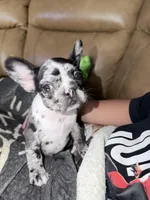 Starry and Pibble, a female French Bulldog for sale in Live Oak, TX – Photo 2 of 4