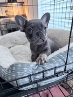 Starry and Pibble, a female French Bulldog for sale in Live Oak, TX – Photo 4 of 4