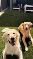 Kali Marie , a male Golden Retriever for sale in Surprise, AZ – 6 of 10