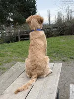 Kali Marie , a male Golden Retriever for sale in Surprise, AZ – 4 of 10