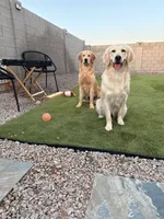 Kali Marie , a male Golden Retriever for sale in Surprise, AZ – 8 of 10