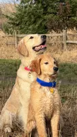 Kali Marie , a male Golden Retriever for sale in Surprise, AZ – 7 of 10