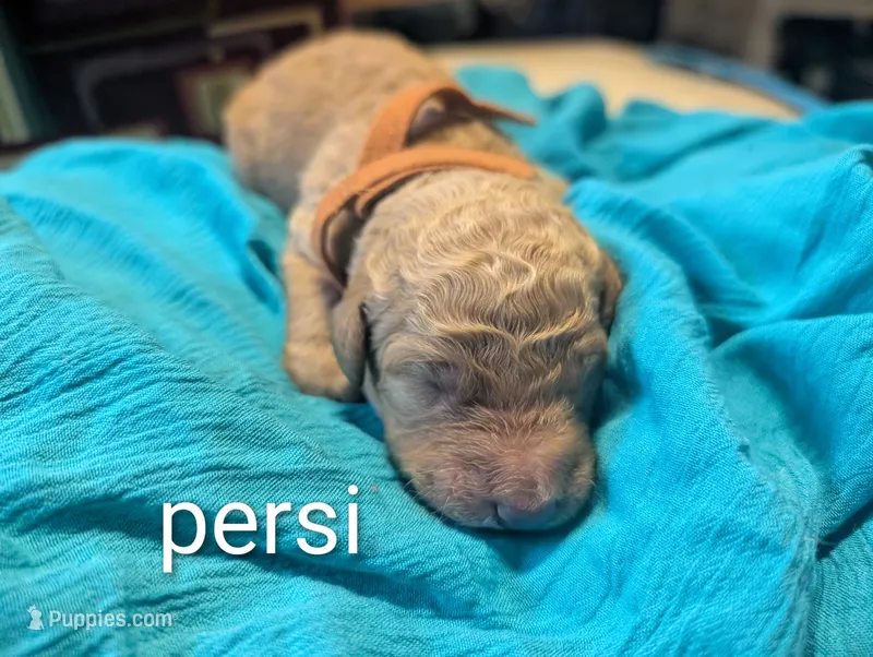 Persimmon (Persi) – Labradoodle puppy for sale in Citrus Heights, CA