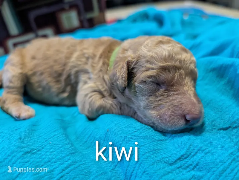 Kiwi  – Labradoodle puppy for sale in Citrus Heights, CA