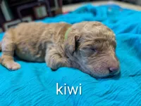 Kiwi , a male Labradoodle for sale in Citrus Heights, CA – 1 of 2