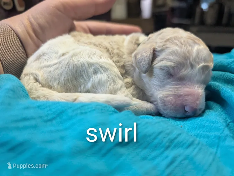 Caramel Swirl – Labradoodle puppy for sale in Citrus Heights, CA
