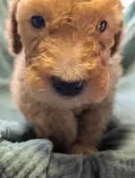 Kiwi , a male Labradoodle for sale in Citrus Heights, CA – 5 of 7