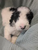 Raptor , a male Labradoodle for sale in Citrus Heights, CA – 3 of 5