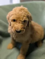Persimmon (Persi), a male Labradoodle for sale in Citrus Heights, CA – 4 of 6