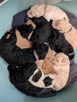 Raptor , a male Labradoodle for sale in Citrus Heights, CA – 2 of 2