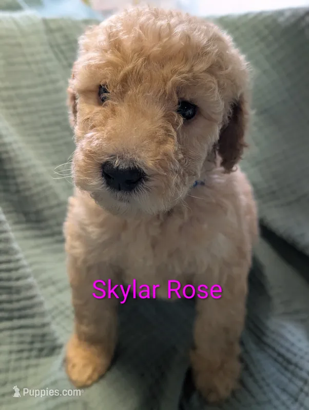 Skylar Rose  – Labradoodle puppy for sale in Citrus Heights, CA
