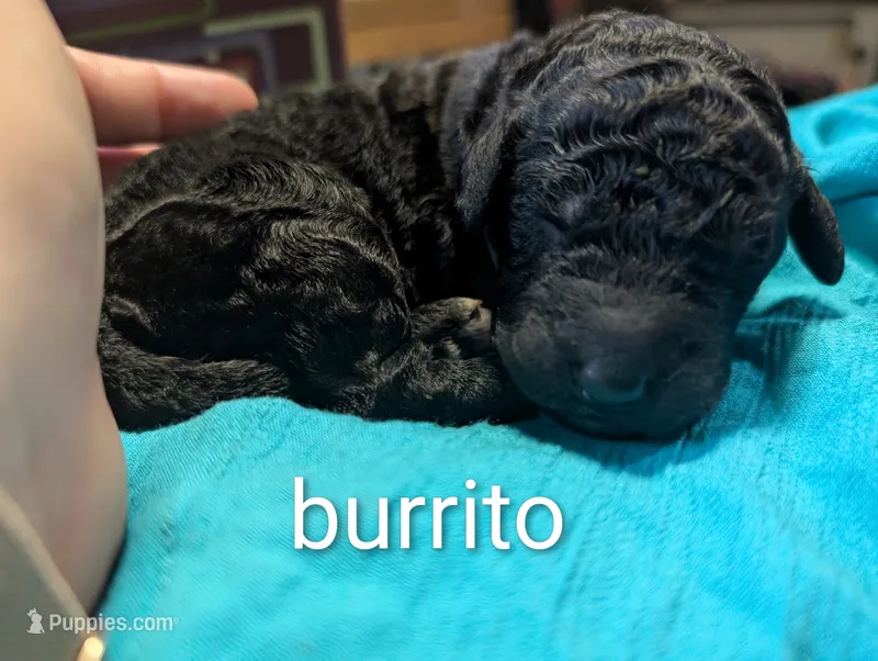 Burrito – Labradoodle puppy for sale in Citrus Heights, CA
