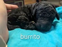 Burrito, a male Labradoodle for sale in Citrus Heights, CA – 1 of 2