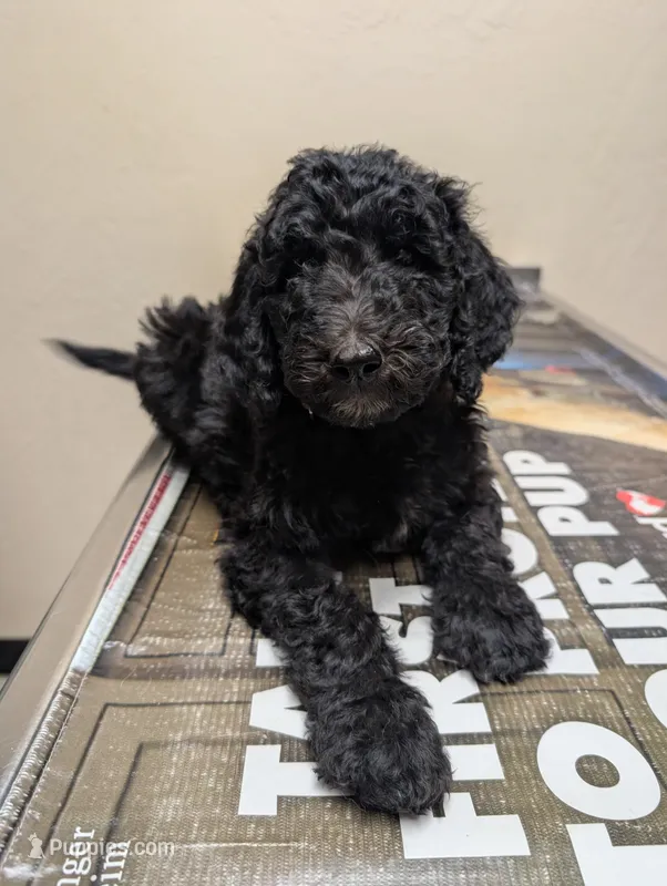 Kissie Face  – Labradoodle puppy for sale in Citrus Heights, CA