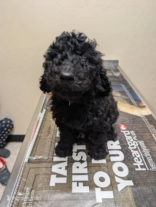 Chrome  – Labradoodle puppy for sale in Citrus Heights, CA