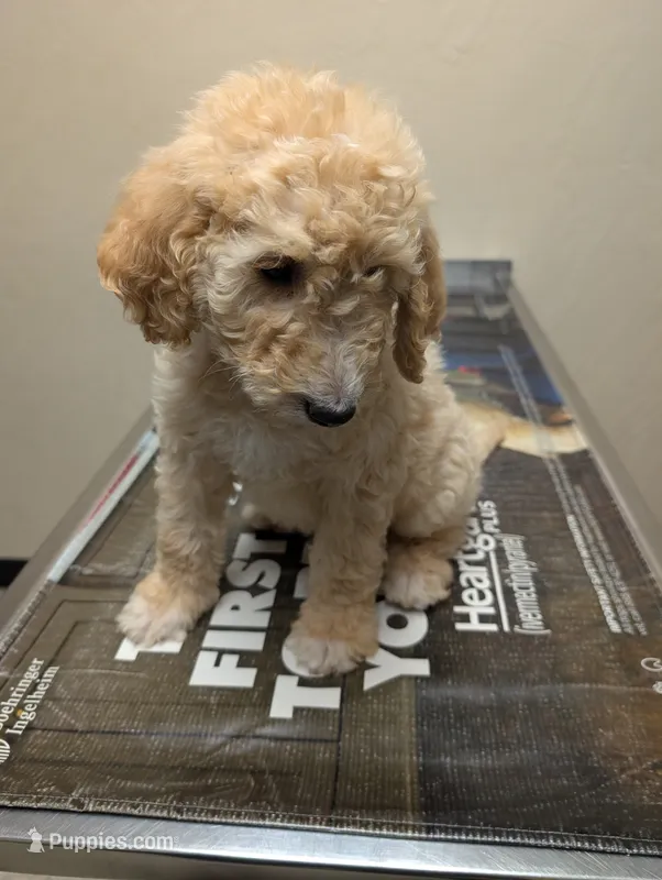 Prince – Labradoodle puppy for sale in Citrus Heights, CA