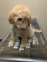 Prince, a male Labradoodle for sale in Citrus Heights, CA – 1 of 5