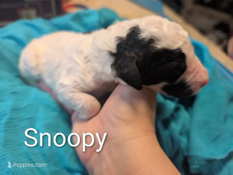 Snoopy  – Labradoodle puppy for sale in Citrus Heights, CA