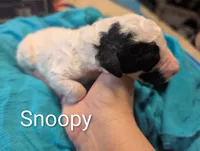 Snoopy , a male Labradoodle for sale in Citrus Heights, CA – 1 of 2