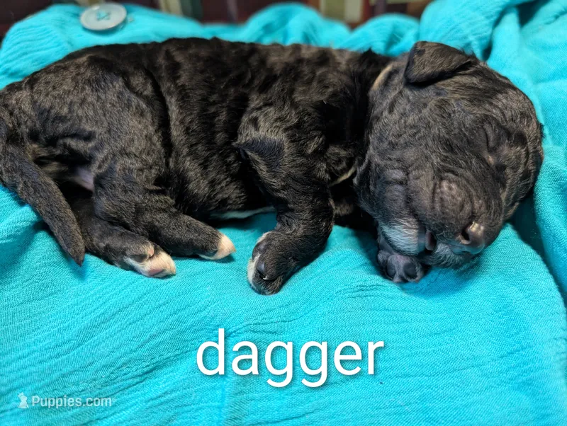 Dagger – Labradoodle puppy for sale in Citrus Heights, CA