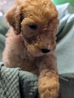 Kiwi , a male Labradoodle for sale in Citrus Heights, CA – 4 of 7