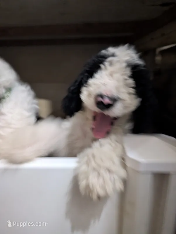Raptor  – Labradoodle puppy for sale in Citrus Heights, CA
