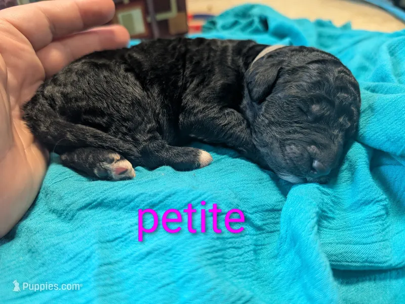 Petite  – Labradoodle puppy for sale in Citrus Heights, CA