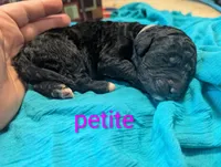Petite , a female Labradoodle for sale in Citrus Heights, CA – 1 of 2