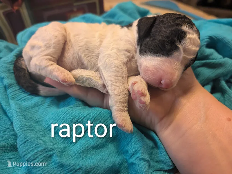 Raptor  – Labradoodle puppy for sale in Citrus Heights, CA