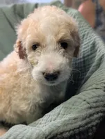 Camembert (ber), a male Labradoodle for sale in Citrus Heights, CA – 3 of 5