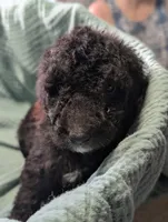 Petite , a female Labradoodle for sale in Citrus Heights, CA – 3 of 5