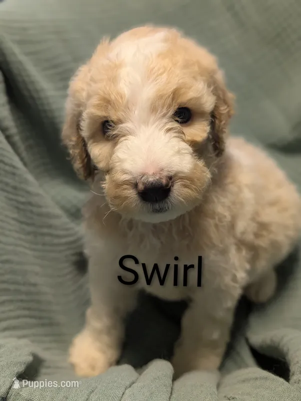 Caramel Swirl – Labradoodle puppy for sale in Citrus Heights, CA