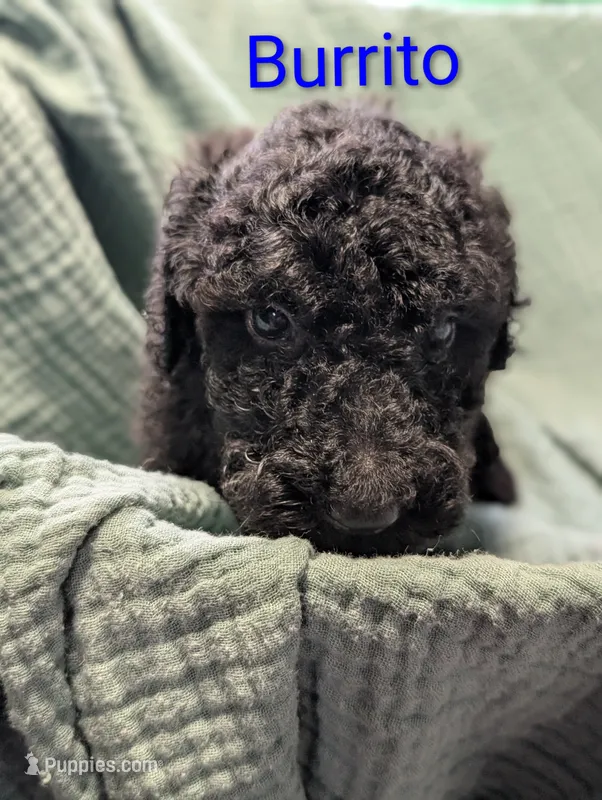 Burrito – Labradoodle puppy for sale in Citrus Heights, CA