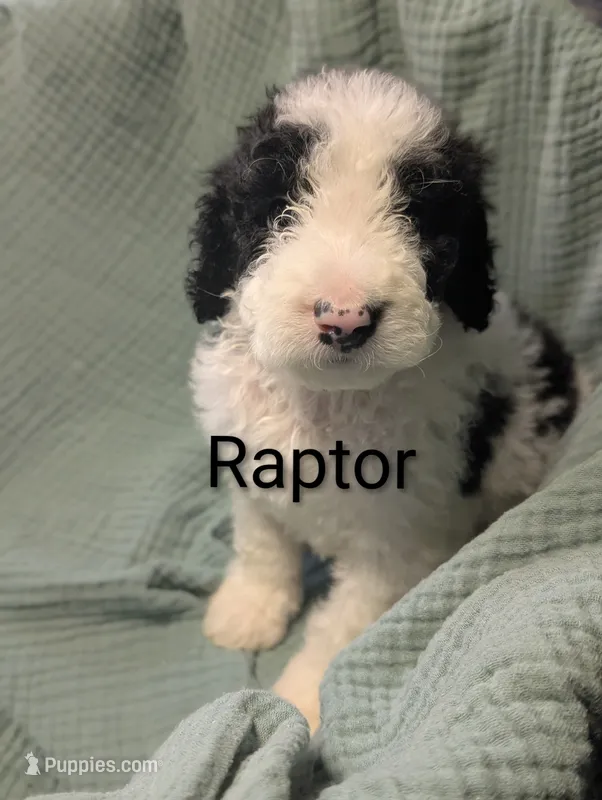 Raptor  – Labradoodle puppy for sale in Citrus Heights, CA