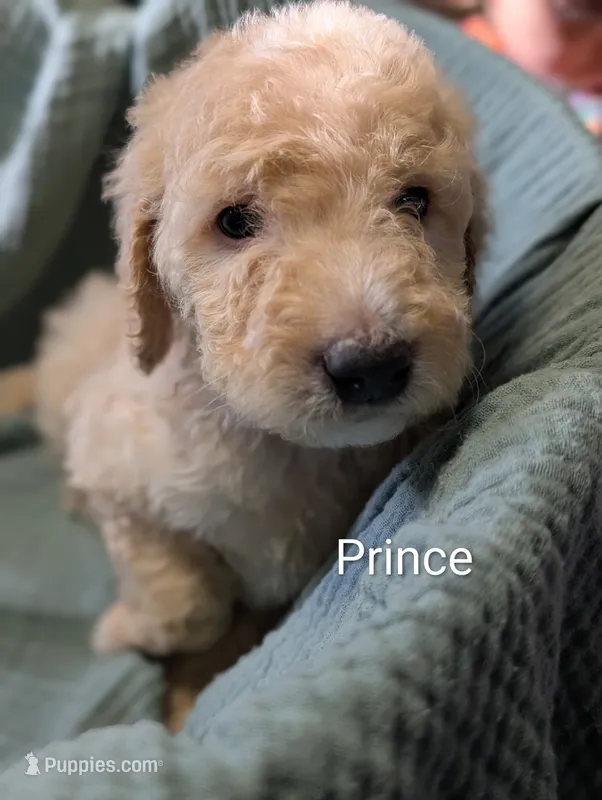 Prince – Labradoodle puppy for sale in Citrus Heights, CA