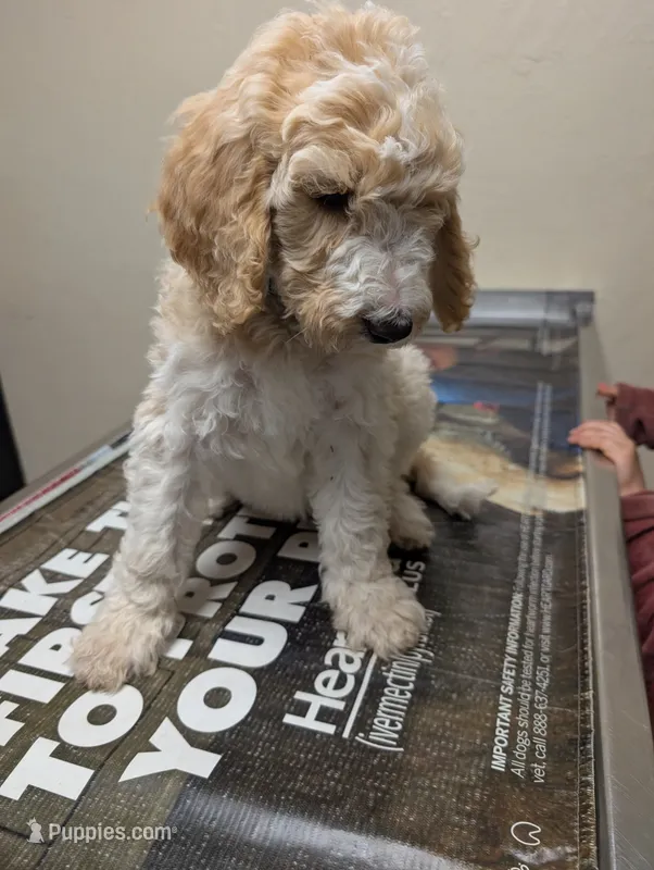 Caramel Swirl – Labradoodle puppy for sale in Citrus Heights, CA