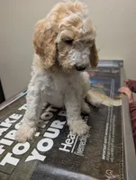 Caramel Swirl, a male Labradoodle for sale in Citrus Heights, CA – 1 of 6