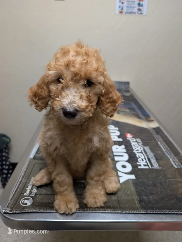 Kiwi  – Labradoodle puppy for sale in Citrus Heights, CA