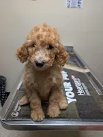 Kiwi , a male Labradoodle for sale in Citrus Heights, CA – 1 of 7