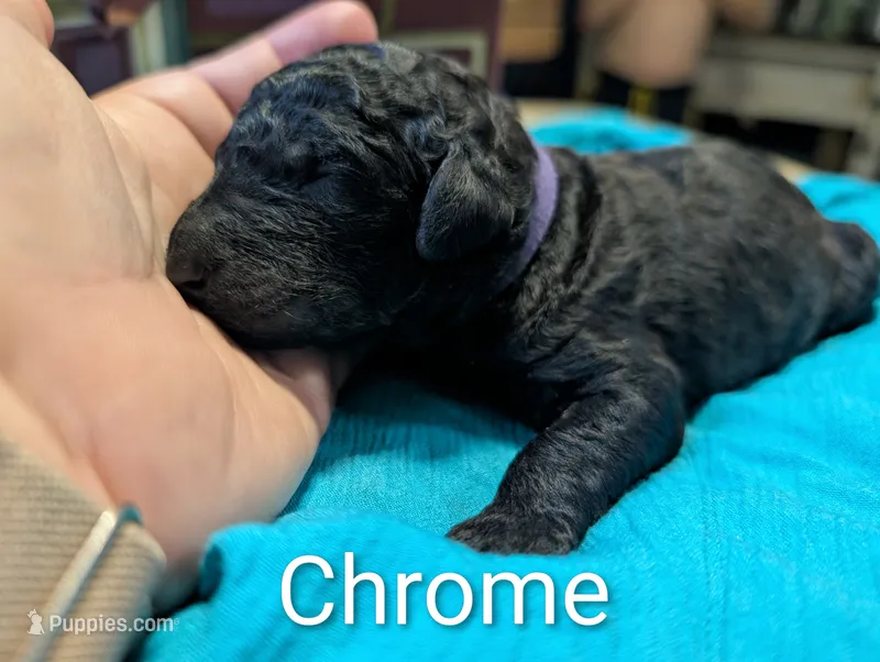 Chrome  – Labradoodle puppy for sale in Citrus Heights, CA