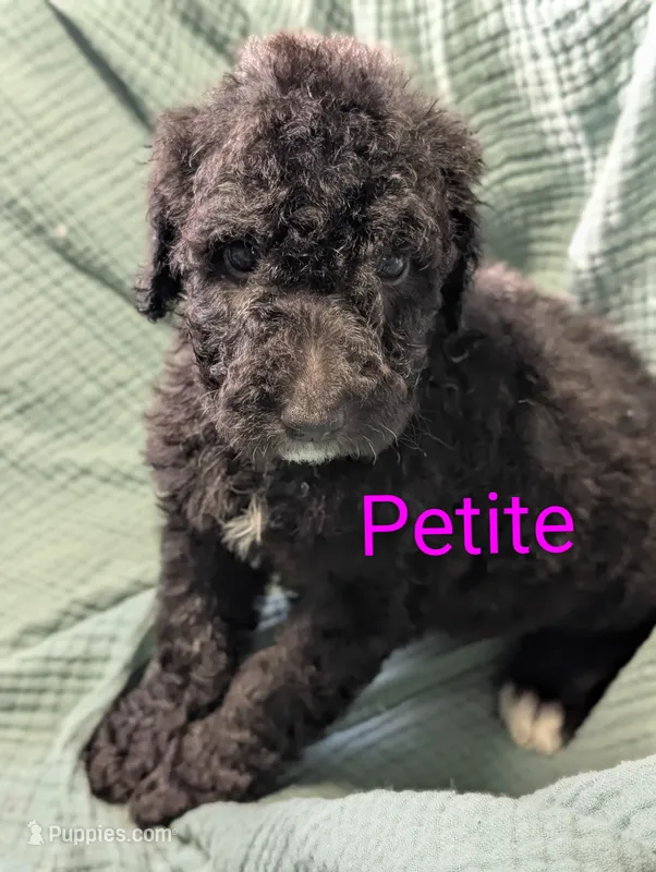 Petite  – Labradoodle puppy for sale in Citrus Heights, CA