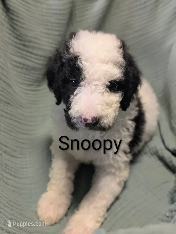 Snoopy  – Labradoodle puppy for sale in Citrus Heights, CA