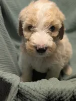 Caramel Swirl, a male Labradoodle for sale in Citrus Heights, CA – 4 of 6