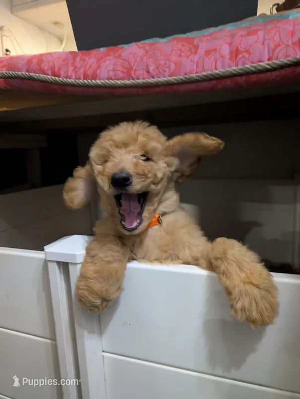 Persimmon (Persi) – Labradoodle puppy for sale in Citrus Heights, CA