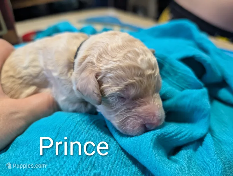 Prince – Labradoodle puppy for sale in Citrus Heights, CA