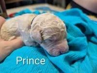 Prince, a male Labradoodle for sale in Citrus Heights, CA – 1 of 3