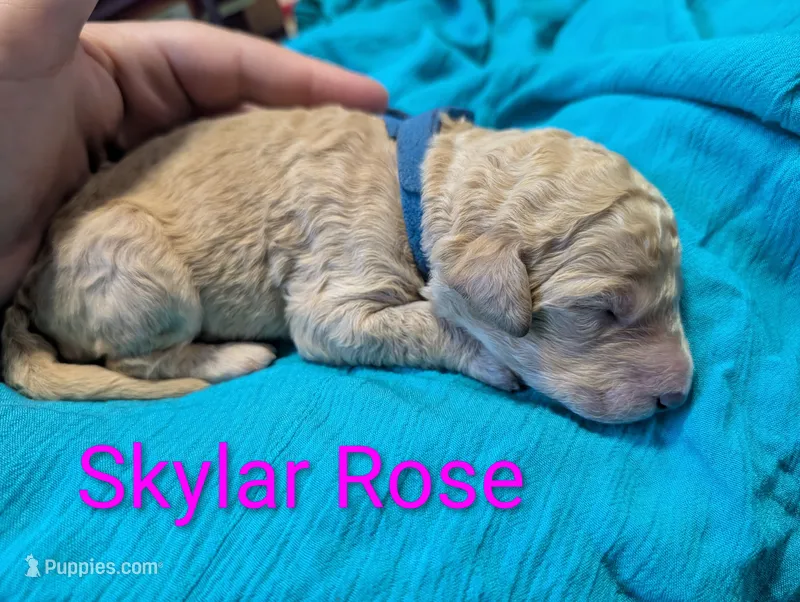 Skylar Rose  – Labradoodle puppy for sale in Citrus Heights, CA