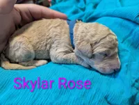 Skylar Rose , a female Labradoodle for sale in Citrus Heights, CA – 1 of 2
