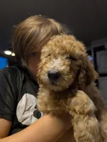 Kiwi , a male Labradoodle for sale in Citrus Heights, CA – 2 of 7